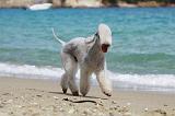 BEDLINGTON TERRIER 069
